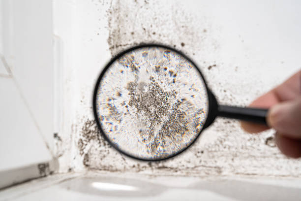 Best Black Mold Removal  in Central Square, NY